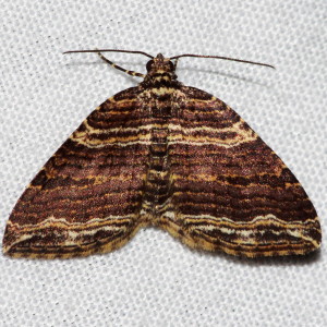 7330 Anticlea multiferata, Many-lined Carpet Moth