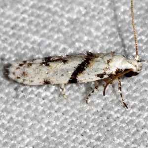 1851 Arogalea cristifasciella, Stripe-backed Moth