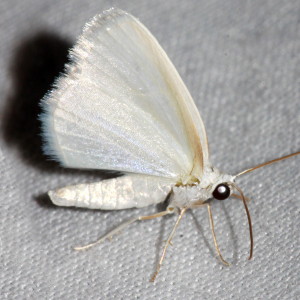 6667 Lomographa vestaliata, White Spring Moth