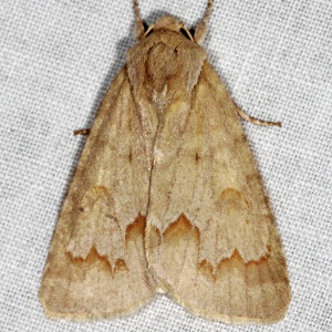 9208 Acronicta betulae, Birch Dagger Moth