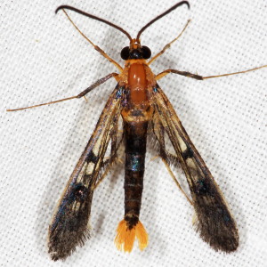 2554 Synanthedon acerni, Maple Callus Borer Moth