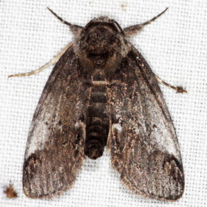 Sleeping Baileya Moth