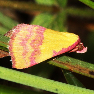 8481 Phytometra rhodarialis, Pink-Bordered Yellow Moth