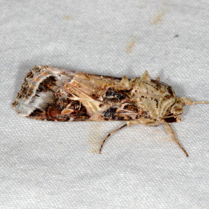 9699 Spodoptera ornithogalli, Yellow-striped Armyworm Moth