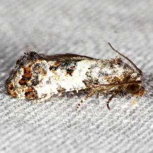 3839 Rudenia leguminana, Black-tipped Rudenia Moth