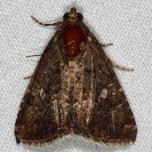 9070 Amyna axis, Eight-spot Moth