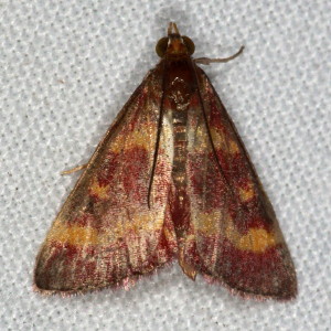 5069 Pyrausta tyralis, Coffee-loving Pyrausta Moth