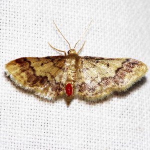 7108 Idaea furciferata, Notch-winged Wave Moth