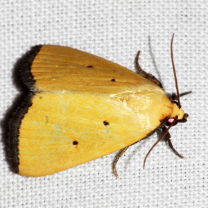 9044 Marimatha nigrofimbria, Black-bordered Lemon Moth
