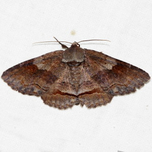 8699 Zale obliqua, Oblique Zale Moth