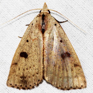8514 Scolecocampa liburna, Deadwood Borer Moth