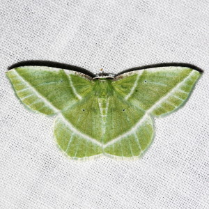 7053 Dichorda iridaria, Showy Emerald Moth