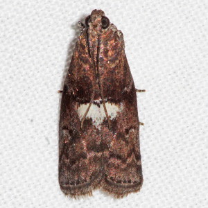 5773 Salebriaria engeli, Engel's Salebriaria Moth