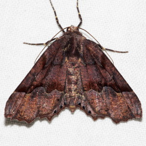6748 Pero ancetaria, Hubner's Pero Moth