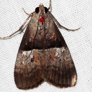 5672 Acrobasis exsulella, Cordovan Pyralid Moth