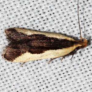 2297 Dichomeris inserrata, Indented Dichomeris Moth