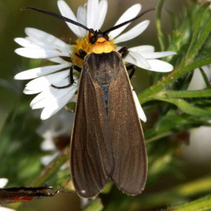 Cisseps fulvicollis, Yellow-collared Scape Moth