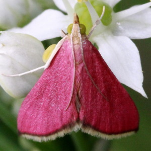 5037 Pyrausta inornatalis, Southern Pink Moth