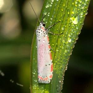 Utetheisa ornatrix, Ornate Bella Moth  8105