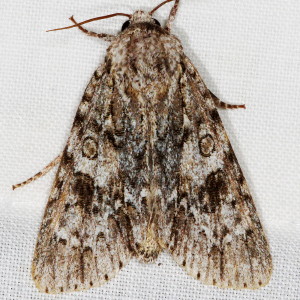 9199 Acronicta rubricoma, Ruddy Dagger Moth