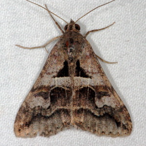 Melipotis cellaris, Cellar Melipotis Moth 8601