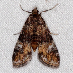 4755 Elophila obliteralis, Waterlily Leafcutter Moth