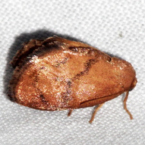 4657 Heterogenea shurtleffi, Red-eyed Button Slug Moth