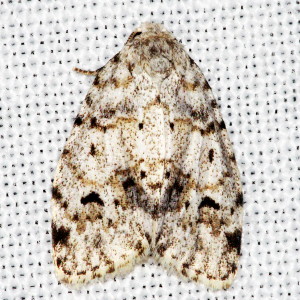 8098 Clemensia albata, Little White Lichen Moth