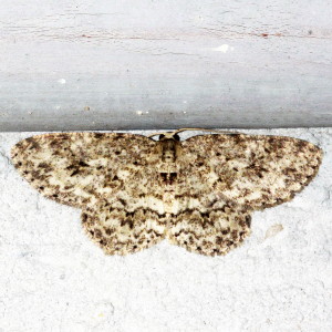 6597 Ectropis crepuscularia, Small Engrailed Moth