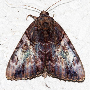 8774 Catocala muliercula, Little Wife Underwing Moth