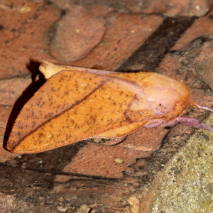 7712 Sphingicampa bisecta, Bisected Honey Locust Moth