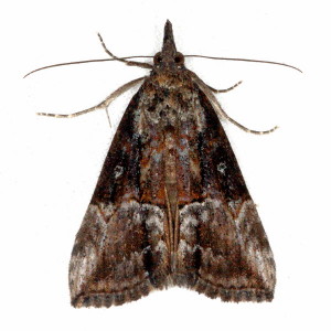 Hypena scabra, Green Cloverworm Moth 8465