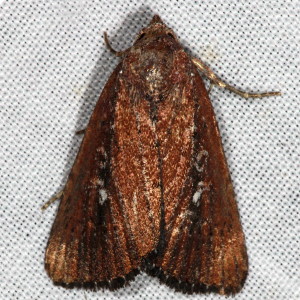 White-dotted Groundling Moth