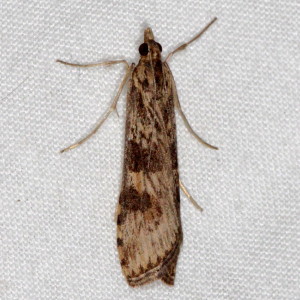 5156 Nomophila nearctica, Lucerne Moth 5156