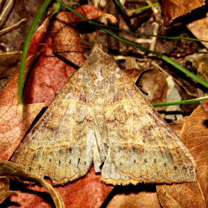8743 Mocis latipes, Small Mocis Moth