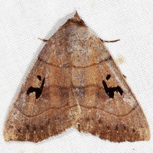8588 Panopoda carneicosta, Brown Panopoda Moth