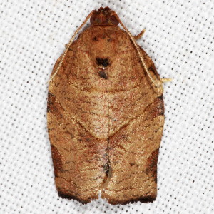 3635 Choristoneura rosaceana, Oblique-banded Leafroller Moth