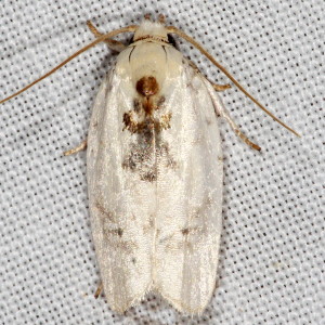 1014 Antaeotricha leucillana, Pale Gray Bird-dropping Moth