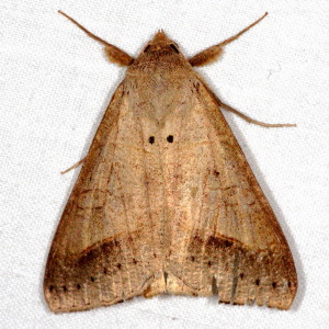 Mocis marcida, Withered Mocis Moth 8744