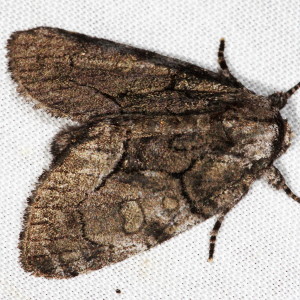 9193 Raphia abrupta, The Brother Moth