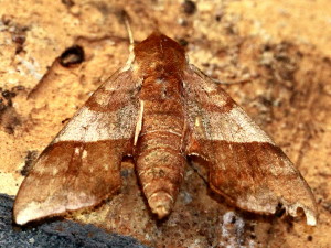 Darapsa choerilus   Azalea Sphinx Moth 7886