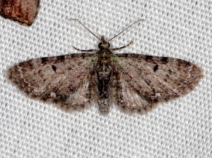 7474 Eupithecia miserulata Common Eupithecia Moth
