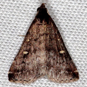 Tetanolita mynesalis, Smoky Tetanolita Moth 8366