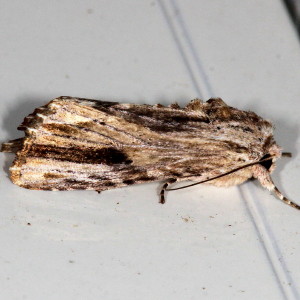 Spodoptera eridania, Southern Armyworm Moth 9672