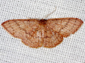 7132 Pleuroprucha insulsaria  Common Tan Wave Moth