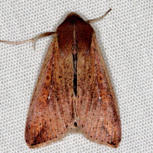 Mythimna unipuncta, Armyworm Moth 10438