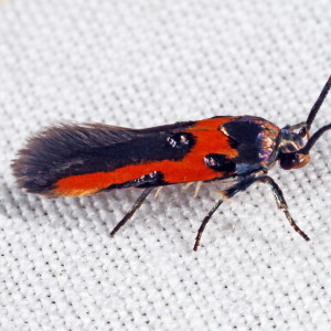 1467 Euclemensia bassettella, Kermes Scale Moth