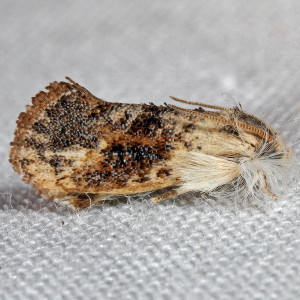 0367.1 Acrolophus mycetophagus, Frilly Grass Tubeworm Moth