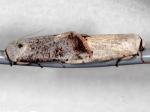 Anicla infecta, Green Cutworm Moth 10911