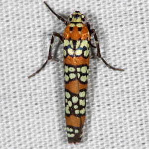 Atteva aurea, Ailanthus Webworm Moth 2401
